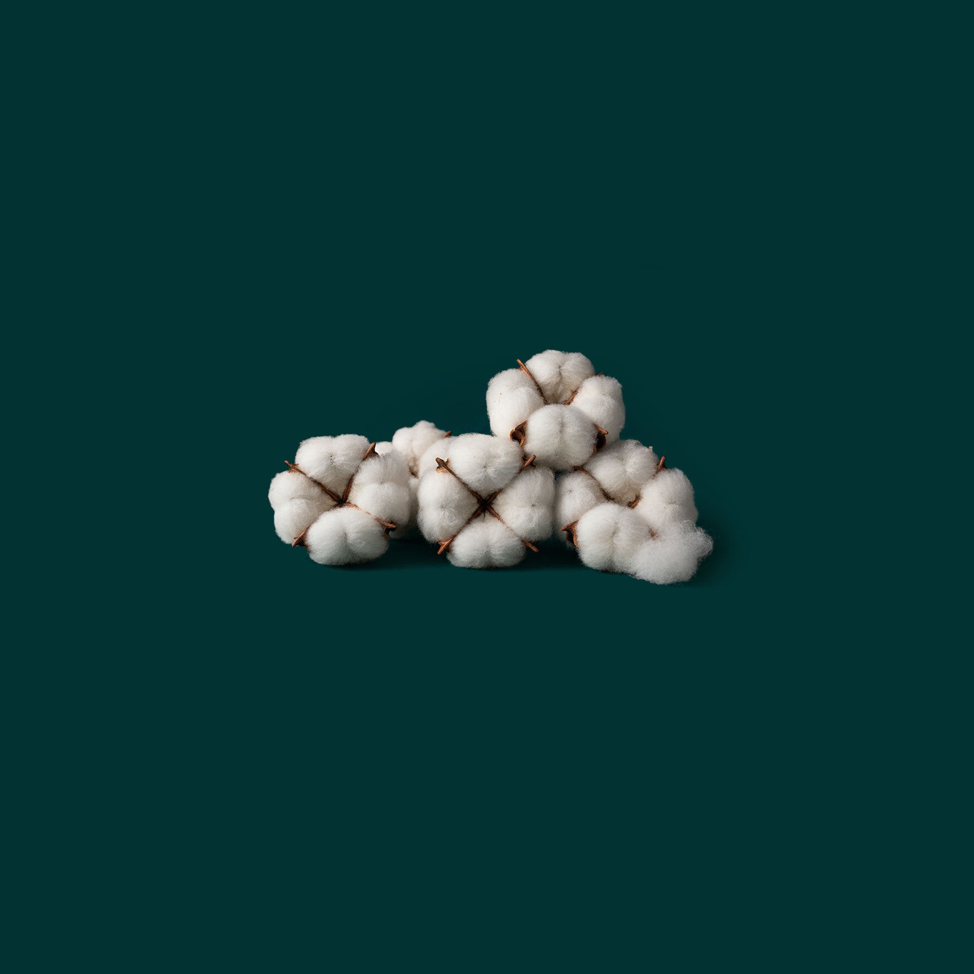 Bio Baumwolle von VIVID