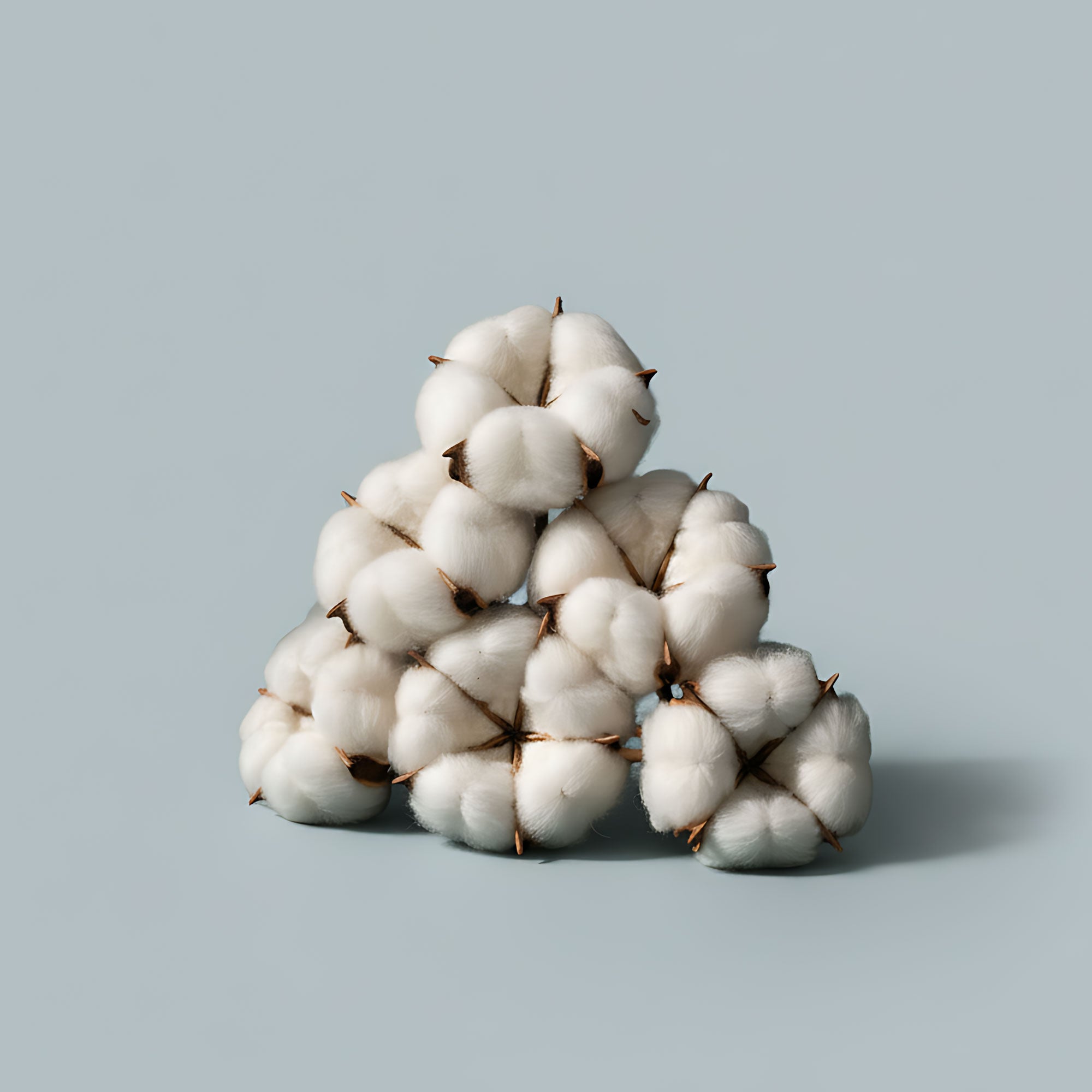 Pima Baumwolle von VIVID